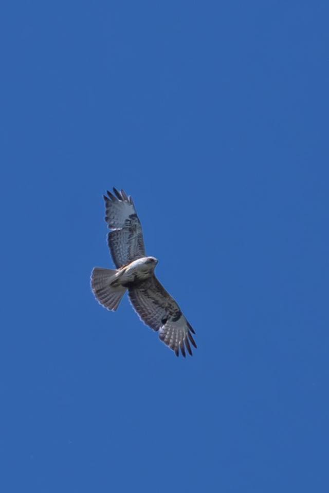 Poiana comune (Buteo buteo) ?